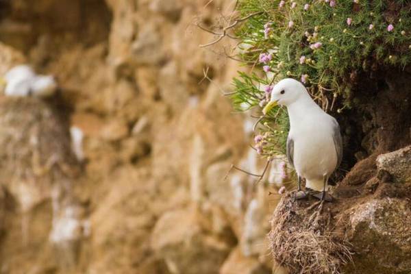 Kittiwake gull found on Irish coasts now globally threatened