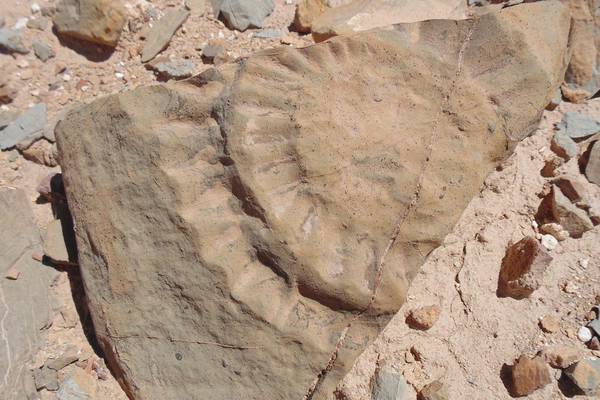 Experts uncover Jurassic-era flying dragon of the southern skies
