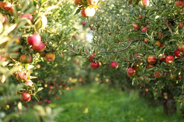 Season of mellow fruitfulness: grow your own fruit