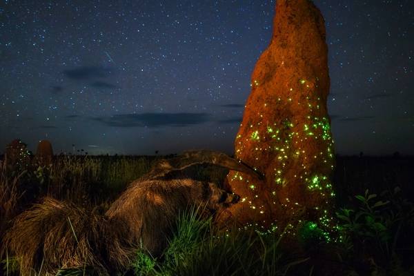 ‘Stuffed anteater’ picture stripped of wildlife photography award