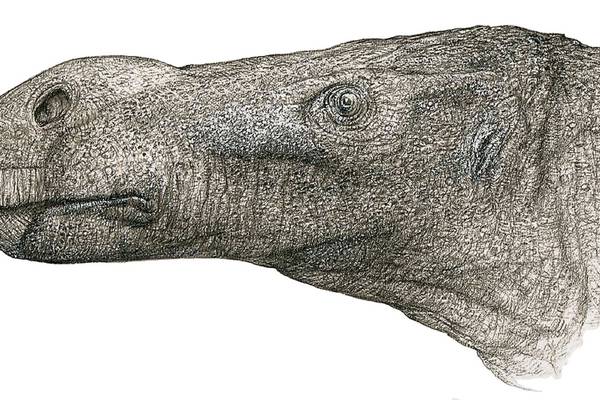 New species of dinosaur with ‘unusually large’ nose discovered