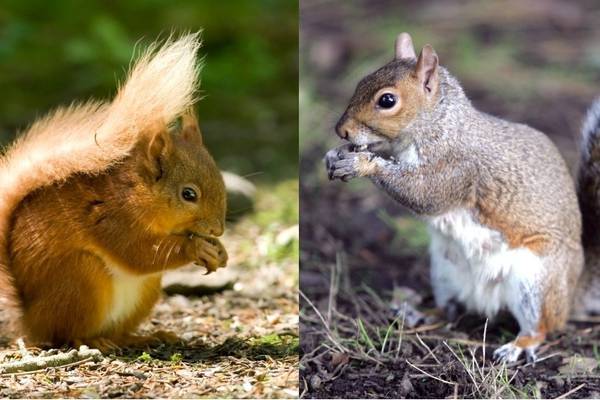 Nature Diary: Spot a squirrel with the help of winter sun
