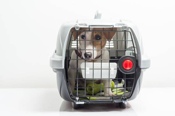 Up to €300 vet bills for pets travelling between Ireland and UK in no-deal Brexit