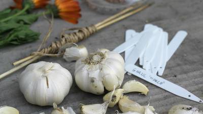 Do you love garlic? It’s dead easy to grow your own