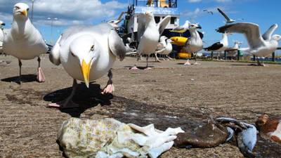 The dizzy dozen: Kimye, Garth and gulls dominate silly season