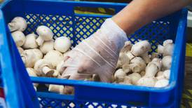 Mushroom farm must pay worker €15,000 over minimum wage breach