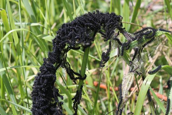 What’s this slithering mass of caterpillars? Readers’ nature queries