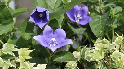 What’s making you happy? Blue campanula, clear skies and a letter in the paper
