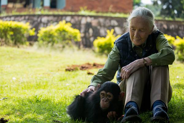 The woman who redefined man: Jane Goodall’s life of activism continues