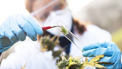 Young Scientist: Student proposes more effective cannabis treatment