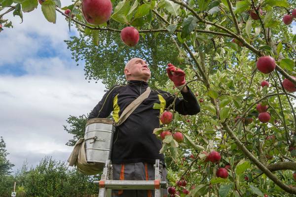 One Change: Autumn is orchard season. Make it all about Irish apples