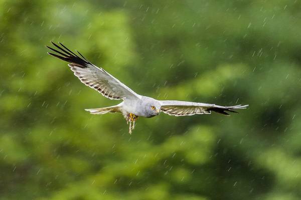 Why planting trees could be bad for Ireland’s hen harriers