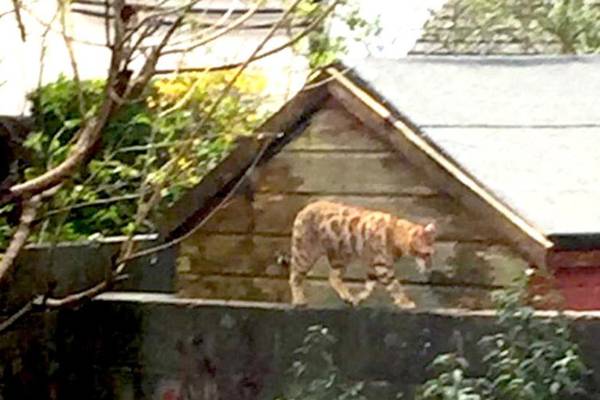 I saw a superposh cat on my garden wall. What was it? Readers’ nature queries