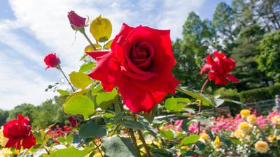 Make the cut: the right way to prune roses