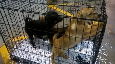 Five puppies among 10 dogs seized at Dublin Port by customs officers
