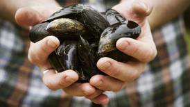 Irish mussels producer fails in bid to bring European appeal