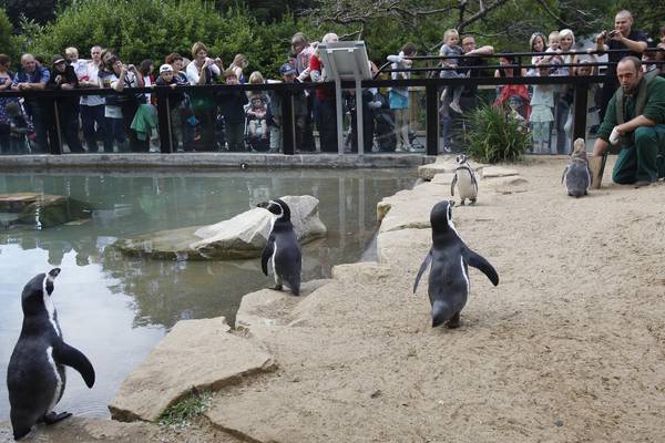 Dublin Zoo birds to make a comeback as restrictions lifted