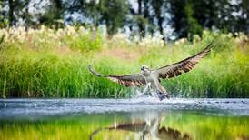 Ospreys to be reintroduced to Ireland approximately 150 years after becoming extinct here