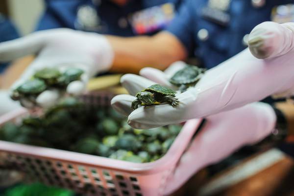 More than 5,000 turtles seized in luggage at Malaysia airport