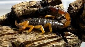 Scorpion discovered in Wicklow woman’s backpack after Kenya holiday