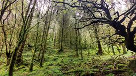 EU rules hamper Irish efforts to plant new trees, says forestry industry body 