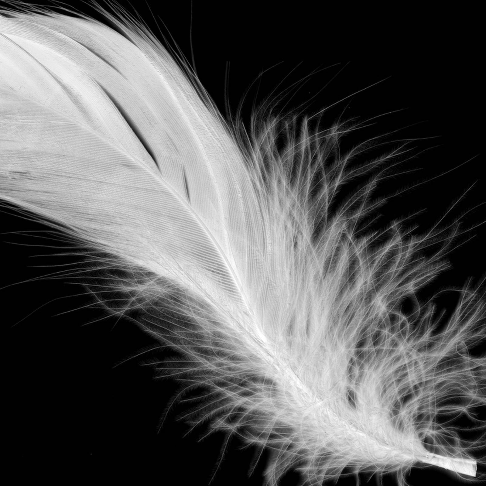 Why receiving a white feather during WWI embarrassed a generation of young  men - History Skills