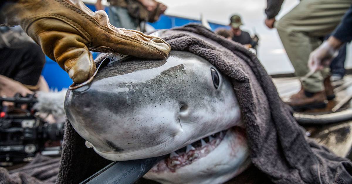 Great white sharks in Ireland? International team seeks confirmation in survey of Irish waters