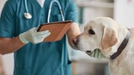 Pet insurance could save you a fortune, so know your options to care for your furry friend