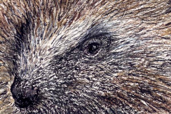 Another Life: Hedgehog study to shed light on threatened reclusive species