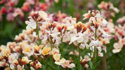 For wonderful wallflowers it's time to get sowing