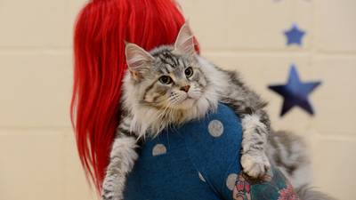 Feline the love: Dublin moggies sharpen claws to become top cat
