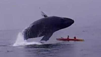 Video: Breaching whale lands on top of kayakers