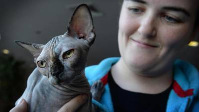 Felines purr happily at cat show’s 60th anniversary
