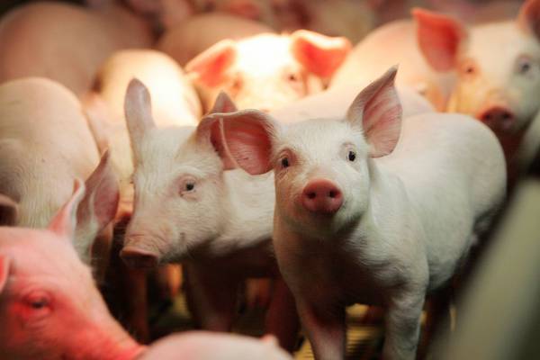 Bye bye bacon? Soaring costs threaten Irish pork industry