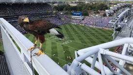 Croke Park’s hawk eyes keep stadium scavenger free