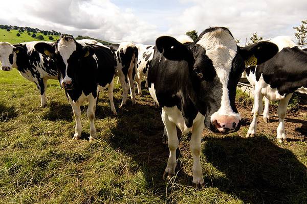 LacPatrick agrees merger deal with neighbouring Lakeland Dairies
