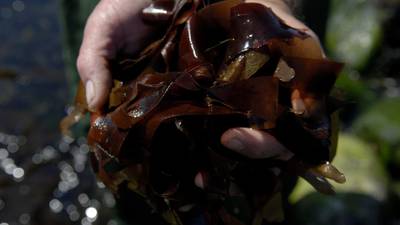 Seaweed farming potentially worth €10m a year, says report