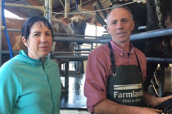 Irish couple milk an 800-strong herd in New Zealand