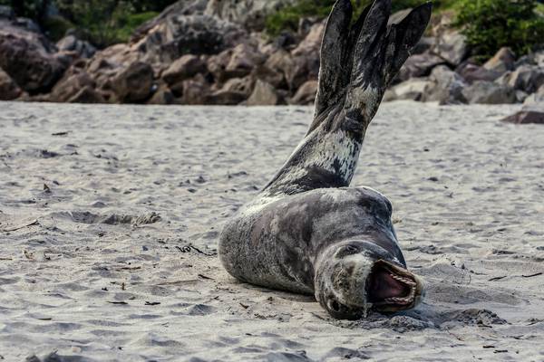 USB stick found in defrosted seal poo in New Zealand