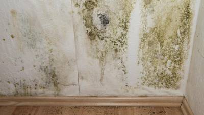 Almost 1,500 damp complaints to Dublin council last year