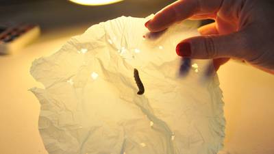 Wax moth could be used to get rid of plastic, researchers find