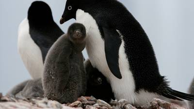 Just two chicks survive Adélie penguin breeding season