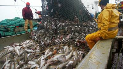 EU fish quotas will  damage Irish Sea ecosystem, trust says