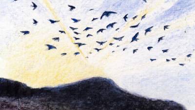 Punctual, keen sense of direction, like lullabies: what we’ve learned about swallows