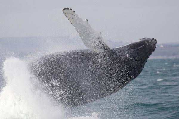 Whale watching in Ireland: ‘The first humpback was a giant’