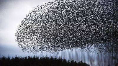 Cyril Byrne of The Irish Times named Photographer of the Year