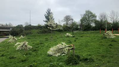 Residents ‘devastated’ after 40 trees cut down or broken overnight in Dublin park