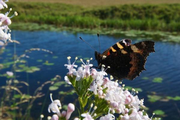 A butterfly’s view of the Royal Canal