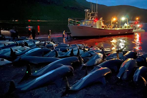 Outrage after 1,400 dolphins killed in single Faroe Islands hunt
