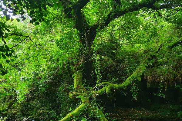 Ireland’s rainforests hiding in plain sight